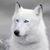 Shelly Yaney's profile image