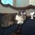 Shortina Huffman's profile image