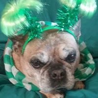 Sue Sommerfield's profile image