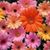 Christine Tamba's profile image