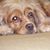 Lisa Stephens-Hotalen's profile image