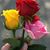 Angelica Montesinos's profile image