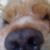 Txotx La Troufe's profile image