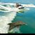 Lynda Salek's profile image
