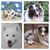 Clyde Nishimoto's profile image