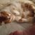 Kitty Carlisle's profile image