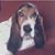Deb Williams's profile image