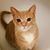 Debi Meehan's profile image