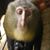 Steve Hodge's profile image