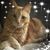 Shirley Harris's profile image