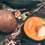 Lawrence Mallach's profile image