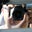 Robert Mostacho's profile image