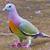 Linda Roos Blough's profile image