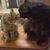 Michelle Kerner's profile image