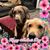 Sharon Lydon Powers's profile image