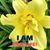 Linda Daniels's profile image