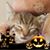 Dianne McDonald Harr's profile image