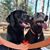 Barbara Beauregard Patton's profile image