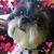 Gelene Whisenant's profile image