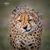 William Fleagle's profile image