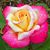 Laura Baker's profile image