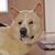 William Khan White's profile image