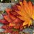 Susan Hare's profile image