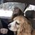 Lauren Clare Laboursoliere's profile image