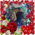 Shelly Steer's profile image