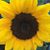 Cathy Foley's profile image