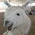 Angelina Marie's profile image