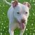 Rommy Poll's profile image