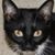 Yvonne Bergholm's profile image