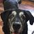 Dave-Tal Remour's profile image