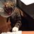 Nomi Coltrane's profile image