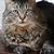 Diane Britto Denker's profile image