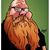 Kenny Brack's profile image