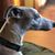 Annie Parisi's profile image