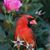 Brenda Boyer Ganger's profile image