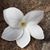 Tiffany Skeets's profile image