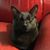 Carol Ann Gauthier's profile image