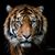 Ryan Urstadt Tiger's profile image