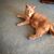 Cookie Charen Hersh's profile image