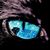 Steven Davidson's profile image