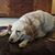 Joe Leibold's profile image