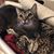 Michele Sarti's profile image