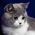 Yuki Chang's profile image