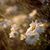 Jennifer LePont-Fowler's profile image