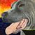 Buddy Szwanek's profile image