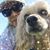 Janet Balcom Graham's profile image